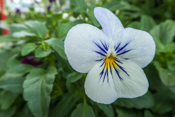 white, yellow and blue Violet