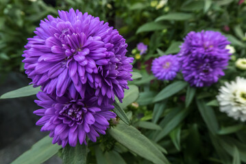 bright purple Dahlia