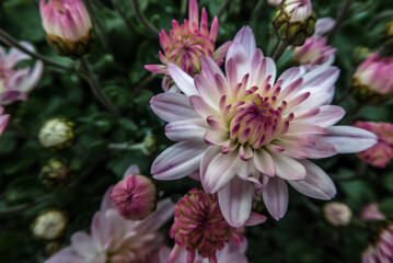 white and purple Dahlia