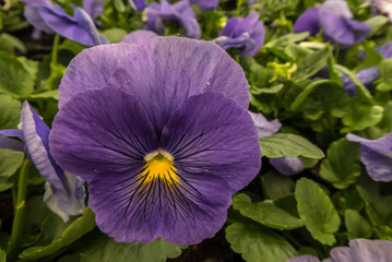 purple and yellow Violet