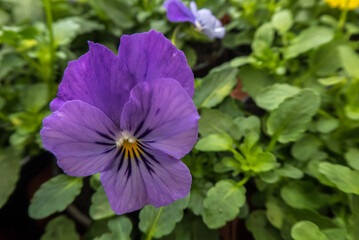 purple and yellow Violet