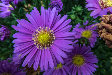 bright purple Daisy