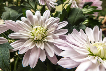 beautiful white chrysanthemum