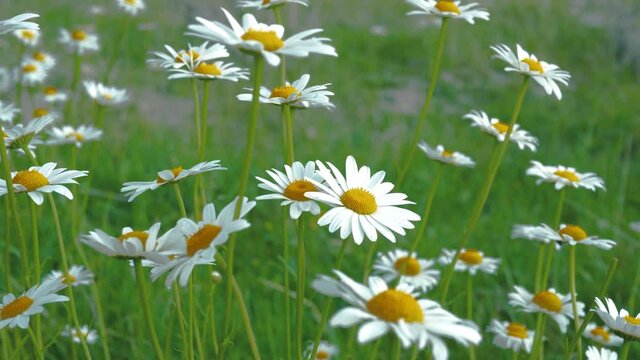 Beautiful daisies field. Flower meadow. Chamomile blossom on a sunny day. Beautiful nature scene with blooming medical chamomiles