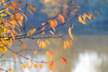 Tree branch with colorful autumn leaves by the river with clear water