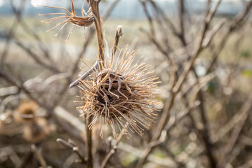 thistle on a bush