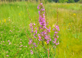 Chamaenerion angustifolium, fireweed, great willowherb, Saint Anthony's Laurel bee plant is blooming with pink, magenta flowers in the meadow in summer.
