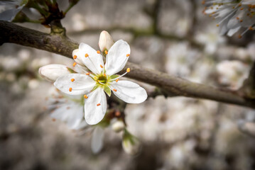 white cherry blossom with petals