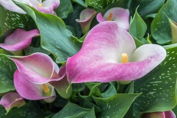 purple and white arum lilly