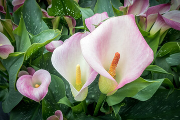 white and pink arum lilly