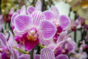 Obraz na płótnie Canvas white and purple orchids