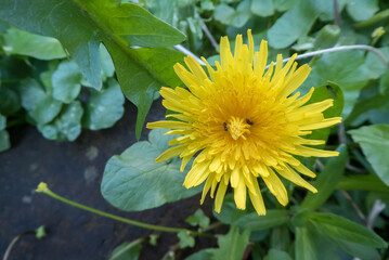 bright yellow dandelion