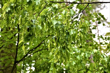 Fototapeta na wymiar Młode zielone liście drzew