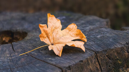 Dry orange maple leaf in the forest on a stump