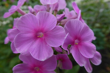 pink Big-leaf Hydrangea