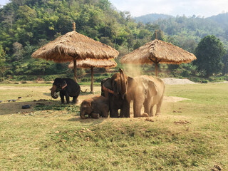 Elephant playing at Elephant Sanctuary in Chiang Mai © Juliana