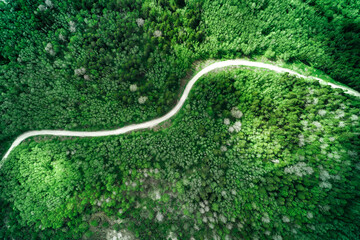 Dirt winding road through deep forest aerial