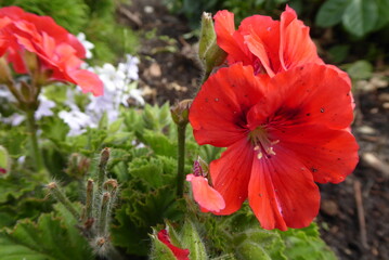 bright red geranium