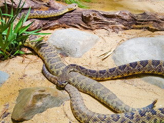 A snake on a stone basks in the sun.