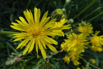 Yellow Beautiful Slender Sow-thistle