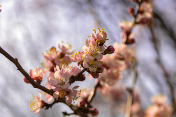 Apricot tree blooming, Krasnodar territory, Russia.