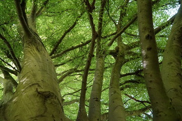 Green Trees Crown
