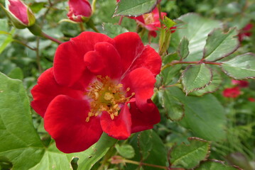 beautiful red rose with yellow petals and a green background