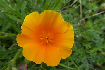 yellow and orange poppy, with a green background