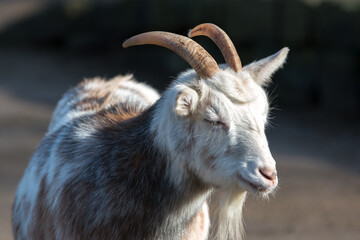Dwarf Goat or Miniature Goat (in german Westafrikanische Zwergziege) Capra aegagrus hircus
