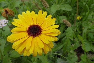 beautiful yellow daisy, with a green background