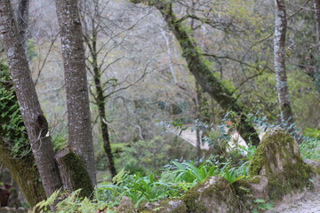Jardines del Palacio da Pena, Sintra