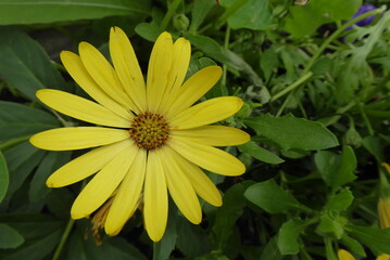 yellow flower in the garden, with green background