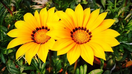 Two yellow flowers in the garden