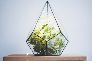  Glass florarium with plants.