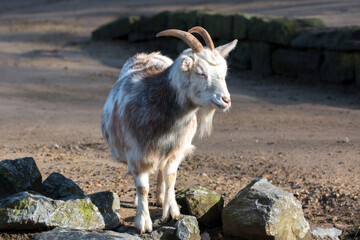 Dwarf Goat or Miniature Goat (in german Westafrikanische Zwergziege) Capra aegagrus hircus