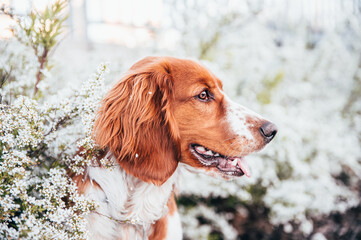 Cute welsh springer spaniel dog breed under blossoming trees. Helthy adorable pretty dog.