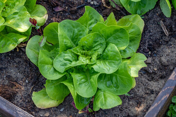 Closeup of romaine lettuce in garden