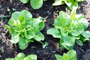 Closeup of romaine lettuce in garden