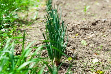 Obraz premium young onion plants in the garden