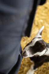 Zicklein knabbert an der Hose