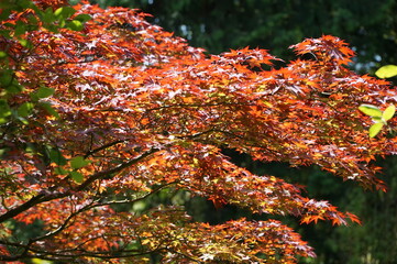 Maple Tree