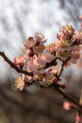 Apricot tree blooming, Krasnodar territory, Russia.