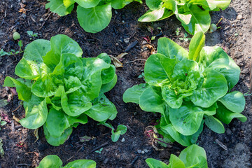 Closeup of romaine lettuce in garden