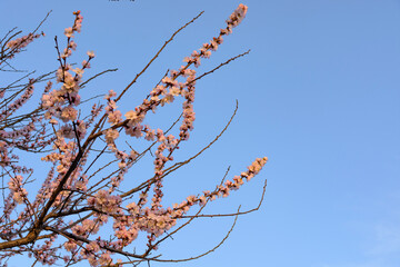Apricot tree blooming, Krasnodar territory, Russia.