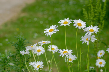 common daisies in the Parc de la Gacilly in Brittany, May 2020.