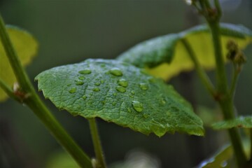 Fototapeta Młode liście winogrona po deszczu obraz
