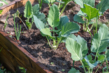 Closeup of young Kohlrabi or German turnip plants cultivated in the fertile soil of a small organic vegetable nursery.