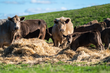 Beef cows and calves grazing on grass in south west victoria, Australia. eating hay and silage....