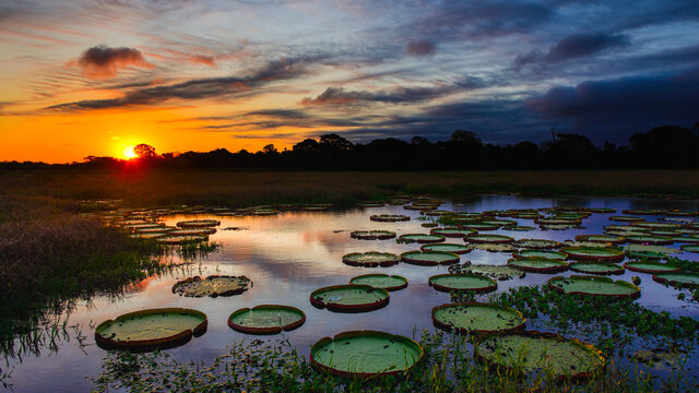 sunset over a lake filled with water lily, Pantanal Brazil
