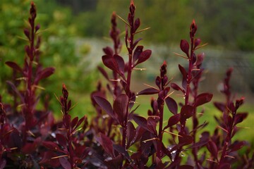 Młode pędy krzewu © merko